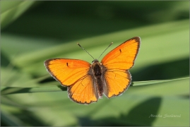 <p>OHNIVÁČEK ČERNOČÁRNÝ (Lycaena dispar) Šluknovsko - Jiříkov ---- /Large copper - Großer Feuerfalter/</p>